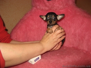  Щенки той-терьера #37432