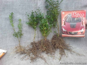 Продаём красивые черенки декоративных деревьев #261519