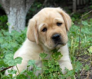 Щенки лабрадора шоу класса! #273103