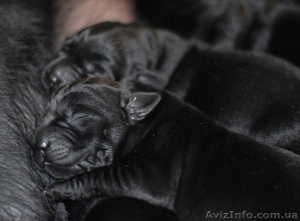 Щенки лабрадора от финских производителей! #266074