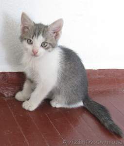 Отдам котёнка любящим хозяевам. #262752