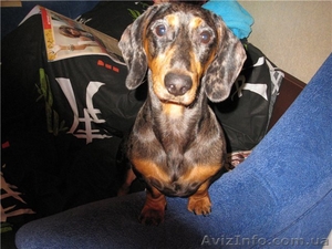 ПРЕДЛАГАЮ ДЛЯ ВЯЗКИ, КОБЕЛЯ ТАКСЫ #248728