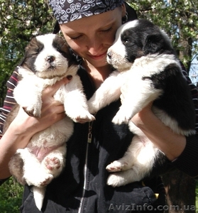 Продам щенков Московской Сторожевой #269143