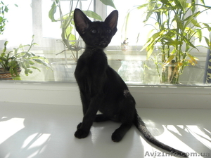 черный ориентальный мальчик #249261