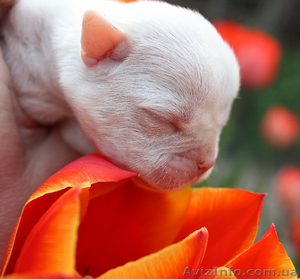 Американские бульдоги в Харькове. Питомник L'Diamond World #269633