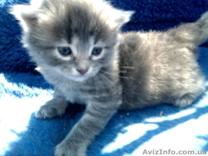 Симпатичные котята #249049