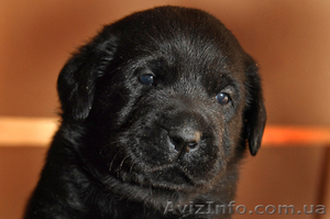 Лабрадор ретривер - продам щенков в хорошие руки #269129