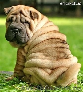 щенок породы ШАР-ПЕЙ #259764