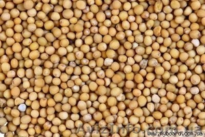 Куплю Семена Белой горчицы оптом #279567