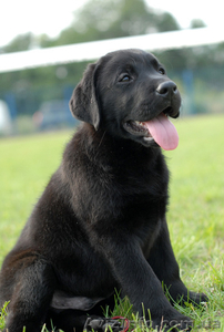 Щенки лабрадора европейского уровня! #273104