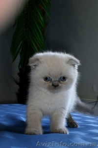 Продам клубных котят Шотландских вислоухих #278504