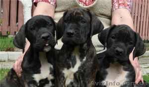 Щенки Канарского дога (Dogo Canario) #272471