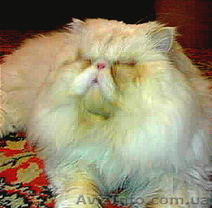 Кот-Экстремал ждёт подружку. #257864