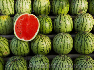 Арбуз хорошая цена!!! #273566