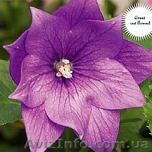 Семена комнатных красиво цветущих,  и хищных растений #259199