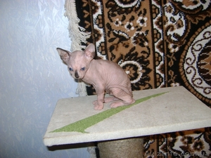 Котята канадского сфинксов #260332