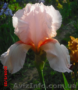 Ирисы бородатые- почтой #272767