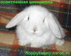 карликовые вислоухие, голландские и львиноголовые кролики #100458