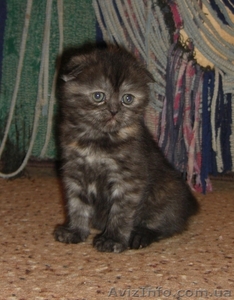 Клубные котята породы Шотландская вислоухая #252309