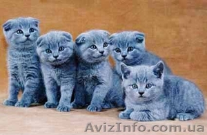 Продаются британские и шотландские вислоухие котята 300-500 грв. #259899