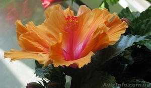 Сортовые гибискусы #259137