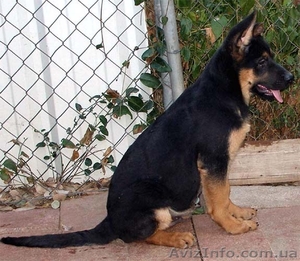 Девочка немецкой овчарки,  рабочее разведение #267931