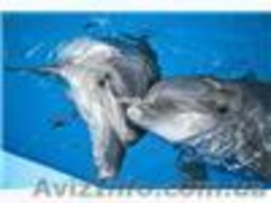 ЭКСКУРСИЯ В Г. ДОНЕЦК #263291