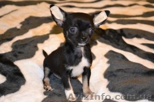 Щенки Чихуахуа шоу класса #266378