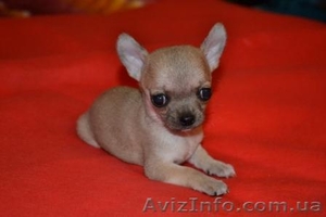 Чихуахуа шоу-класса! #279181