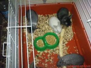 продам декоративных кроликов #249610