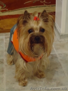 щенки йорка для души #256278