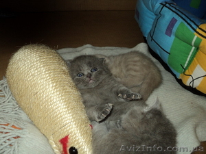 продаем котят породы скоттиш фолд и страйт #257794