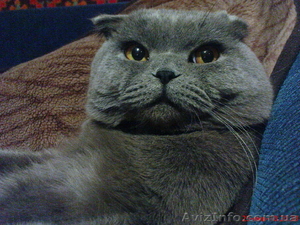 Вислоухие котята экзотических окрасок #278448