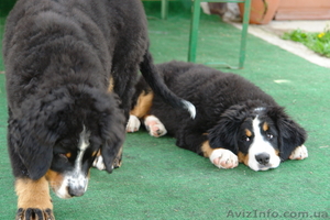 Элитные щенки бернского зенненхунда #268082