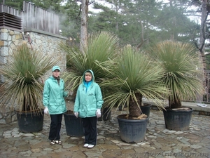 Продам  растения Dasiliryon serratifolia (Италия) #252113