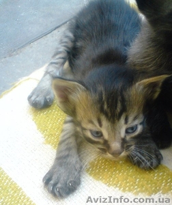 отдам миленьких котят #254203