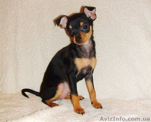 Русский той,  девочка.  Документы КСУ-FCI #255587