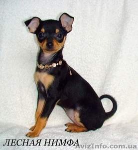 Той-терьер. Девочка. Документы КСУ #258983