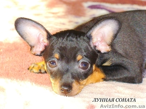 Очаровательная девочка русского тоя. КСУ #260375