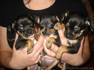 Щенки той-терьера #263447