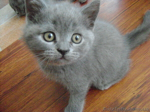 Продаются котята! Британские короткошерстные! #278796