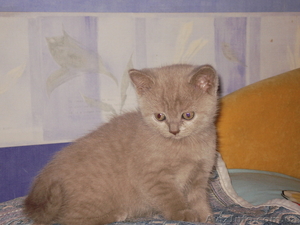 Продам британских котят! #261053