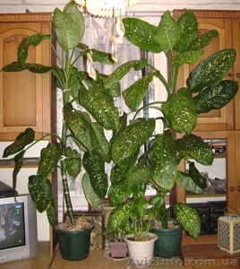 Диффенбахия для офиса/дома с доставкой по Киеву #278774