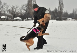 Щенки немецкой овчарки для охраны #267981