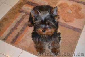 Щенки йоркширского терьера шоу класса (Моя Малютка) #262089