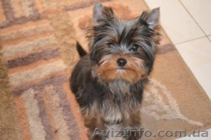 Гламурные щеночки йоркширского терьера шоу класса. #259372