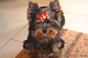 Элитные щеночки йоркширского терьера шоу класса. #249800
