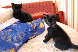 Отдам в хорошие руки КОТЯТ #279508