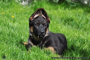 Элитный подрощенный щенок немецкой овчарки рабочих кровей #267983