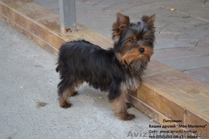 Элитные щеночки йоркширского терьера мини и стандарт шоу класса #252907
